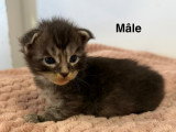 Chatons de type Maine Coon à vendre (2 femelles & 2 mâles)