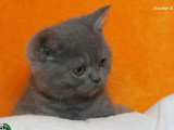 2 chatons British Shorthair non LOOF d'avril 2026 à réserver
