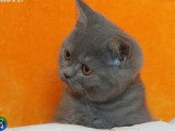 2 chatons British Shorthair non LOOF d'avril 2026 à réserver
