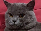 2 chatons British Shorthair non LOOF d'avril 2026 à réserver