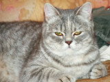 2 chatons British Shorthair non LOOF d'avril 2026 à réserver