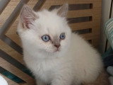 Chaton British Shorthair lilas point mâle à réserver inscrit au LOOF