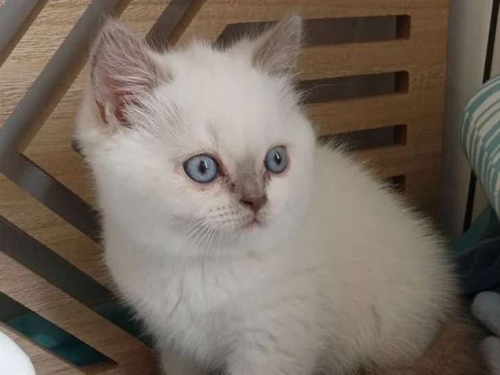 Chaton British Shorthair lilas point mâle à réserver inscrit au LOOF