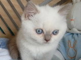 Chaton British Shorthair lilas point mâle à réserver inscrit au LOOF