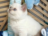 Chaton British Shorthair lilas point mâle à réserver inscrit au LOOF