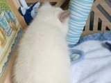 Chaton British Shorthair lilas point mâle à réserver inscrit au LOOF