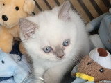 Chaton British Shorthair lilas point mâle à réserver inscrit au LOOF