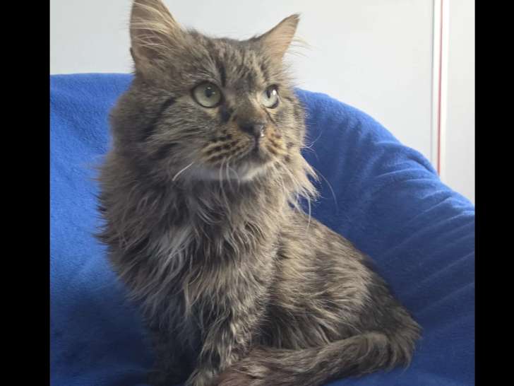 En attente d'un foyer : chat de 6 ans