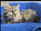 En attente d'un foyer : chat de 6 ans