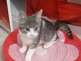 À adopter : chaton mâle gris et blanc de 3 mois