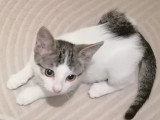 À la recherche d'une famille : chaton femelle gris et blanc de 3 mois