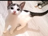 À la recherche d'une famille : chaton femelle gris et blanc de 3 mois
