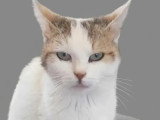 Disponible à l'adoption : chatte tigrée et blanche de 6 ans