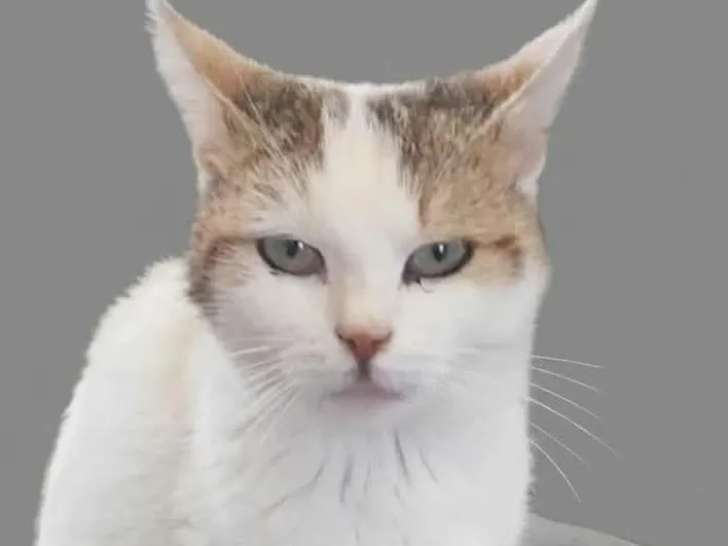 Disponible à l'adoption : chatte tigrée et blanche de 6 ans