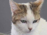 Disponible à l'adoption : chatte tigrée et blanche de 6 ans