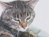 En quête d'un foyer : chat tigré de 3 ans