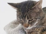 En quête d'un foyer : chat tigré de 3 ans