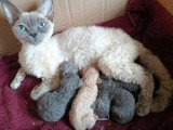 Portée Devon Rex LOOF 1 mâle crème et 4 femelles bleues nés mai 2026 à réserver