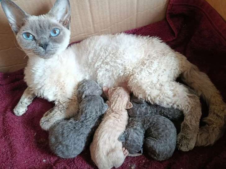 Portée Devon Rex LOOF 1 mâle crème et 4 femelles bleues nés mai 2026 à réserver