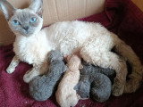 5 chatons Devon Rex LOOF de mai 2026 à réserver