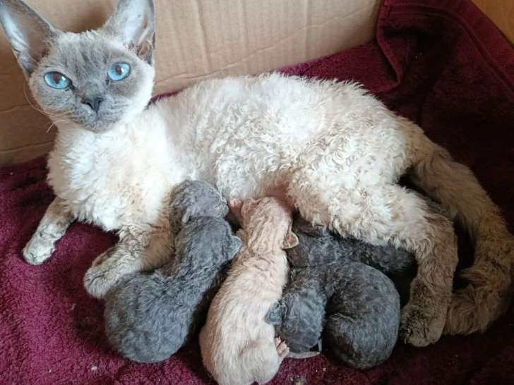 5 chatons Devon Rex LOOF de mai 2026 à réserver