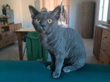 5 chatons Devon Rex LOOF de mai 2026 à réserver