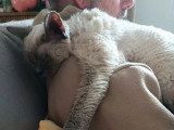 5 chatons Devon Rex LOOF de mai 2026 à réserver
