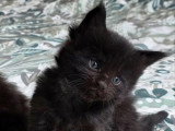 4 chatons Maine Coon LOOF à réserver, nés en avril 2026