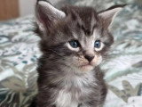 4 chatons Maine Coon LOOF à réserver, nés en avril 2026