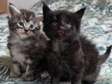 4 chatons Maine Coon LOOF à réserver, nés en avril 2026