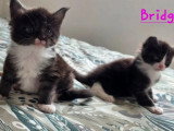 4 chatons Maine Coon LOOF à réserver, nés en avril 2026