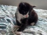 4 chatons Maine Coon LOOF à réserver, nés en avril 2026