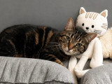 À accueillir : chatte tigrée de 6 ans
