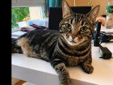 À accueillir : chatte tigrée de 6 ans