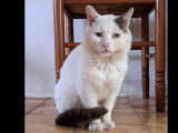 Adoption disponible : chat blanc de 4 ans