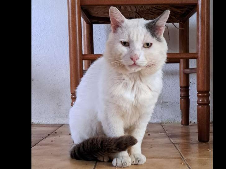 Adoption disponible : chat blanc de 4 ans