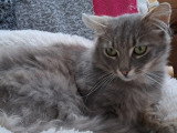 En attente d'adoption : chat gris d'un an