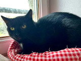 À adopter : chatte noire de 2 ans