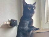 À adopter : chatte noire de 2 ans