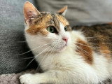 En quête d'un foyer : chatte tricolore de 3 ans