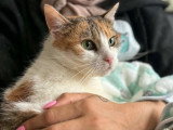 En quête d'un foyer : chatte tricolore de 3 ans