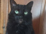 À adopter : chatte noire de 5 ans