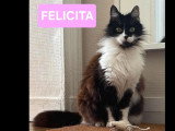 À accueillir : chatte tricolore aux poils mi-longs de 5 ans