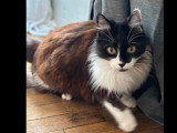À accueillir : chatte tricolore aux poils mi-longs de 5 ans