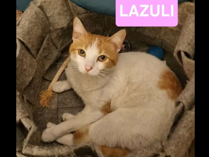 Disponible à l'adoption : chatte rousse et blanche d'un an