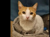 Disponible à l'adoption : chatte rousse et blanche d'un an