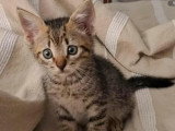 En attente d'un foyer : chaton mâle tigré de 2 mois