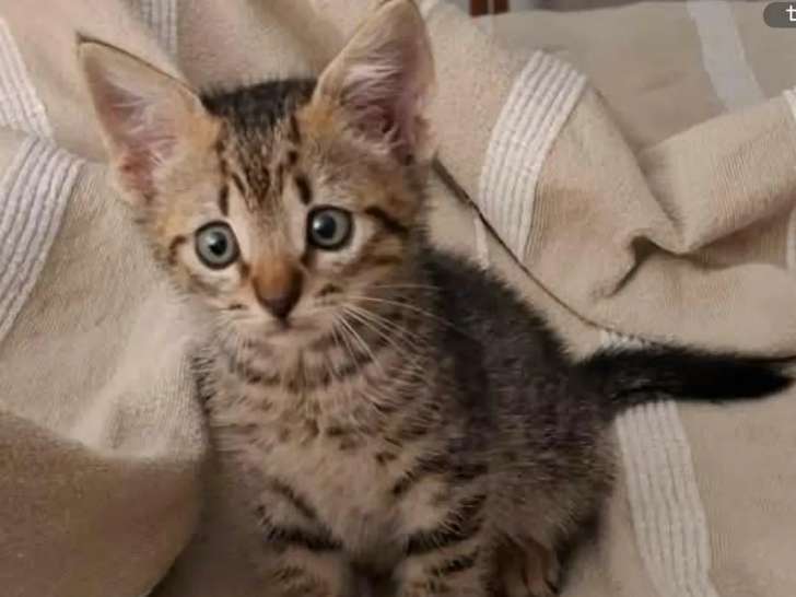 En attente d'un foyer : chaton mâle tigré de 2 mois