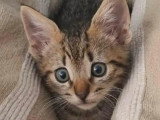 En attente d'un foyer : chaton mâle tigré de 2 mois