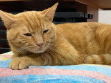 Adoption disponible : chat au pelage tigré roux de 4 ans
